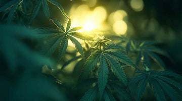 How Much Power Does a 1000w Led Grow Light Use