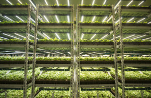 Why Invest in Commercial LED Grow Light For Your Agricultural Greenhouses