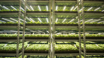 Why Invest in Commercial LED Grow Light For Your Agricultural Greenhouses