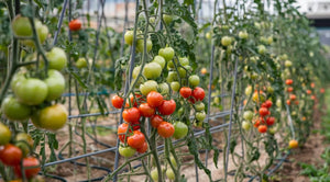Grow Tomatoes 