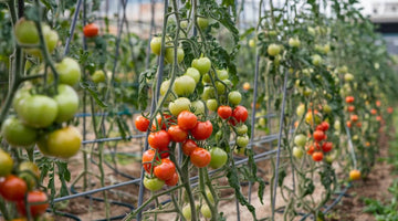 Grow Tomatoes 