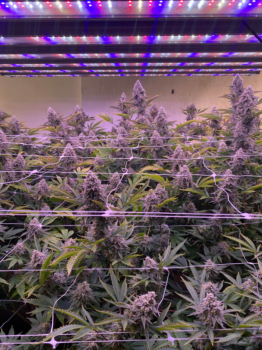 Grow Wedding Cake with GLMX720 LED Grow Light