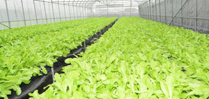 LED Plant Cultivation: A New Technology to Promote Plant Growth