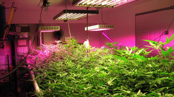 How Cannabis LED Grow Light Effect the Growth Process