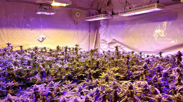 LED Grow Light For Cannabis: The Impact of Color Spectrum