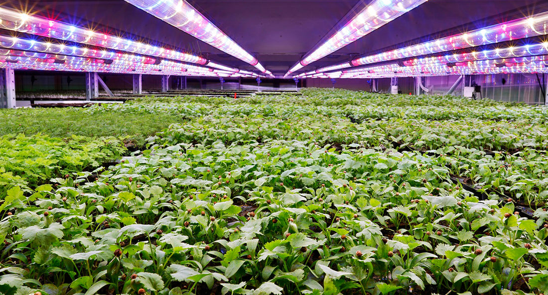 Are Your Plant Factories Underperforming? Check These Critical Areas!