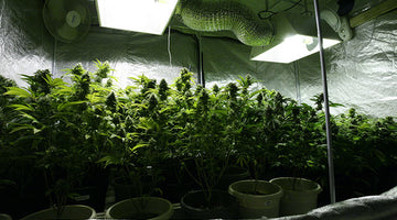 How to Grow weed Indoors with Plant Grow Light