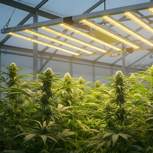 How Far Should Grow Lights Be from Plants? The Complete Guide to Finding the Optimal Distance