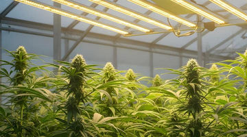 How Far Should Grow Lights Be from Plants? The Complete Guide to Finding the Optimal Distance