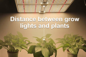 How Far Should Indoor Plant Grow Lights Be from Plants