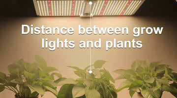 How Far Should Indoor Plant Grow Lights Be from Plants