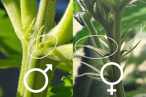 How to Differentiate the Sex of flower Early: A Quick Start Guide for Beginners