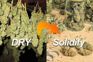 How to Dry and Cure Small Amounts of Weed: 3 Simple Methods