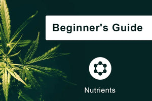 A Beginner's Guide to the Nutrients You Need marijuana