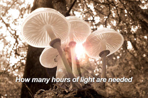 How Many Hours of Light Do Mushrooms Need to Grow