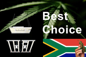 Best LED Grow Lights in South Africa