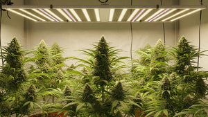 Grow Lights South Africa