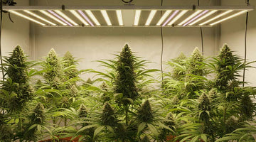 TheOneGrow grow lights South Africa guide for fixing stunted plants and weak indoor growth
