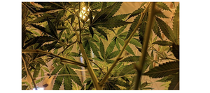 Overwatering or Not? How to Watering Your Cannabis Plants