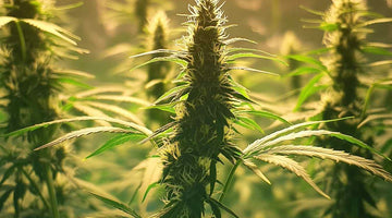 What Kind of LED Lights Can Grow Plants