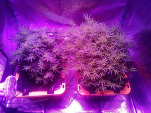 How to Choose the Best LED Grow Light