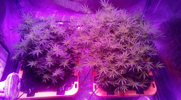 How to Choose the Best LED Grow Light