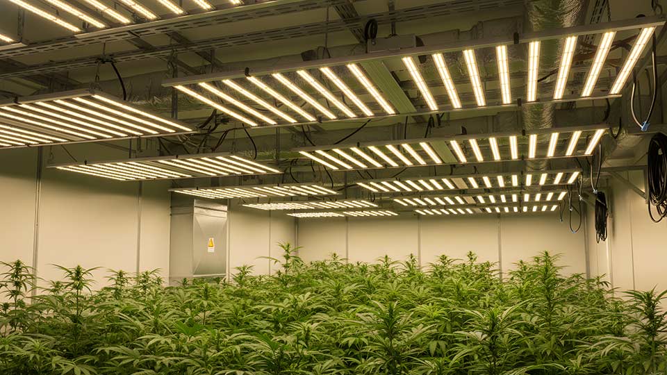 TheOneGrow full spectrum LED grow lights South Africa guide for balanced plant growth