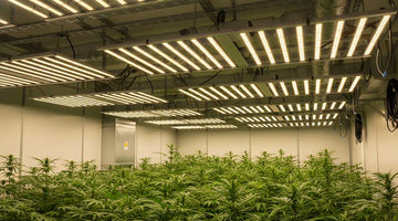 TheOneGrow full spectrum LED grow lights South Africa guide for balanced plant growth