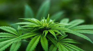 cannabis grow light.