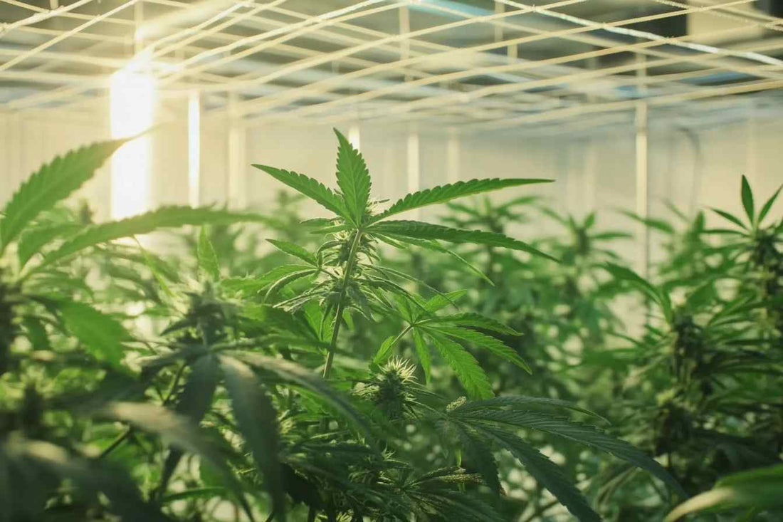 How to Determine When to Harvest flower: What flower Look Like When They Are Harvested