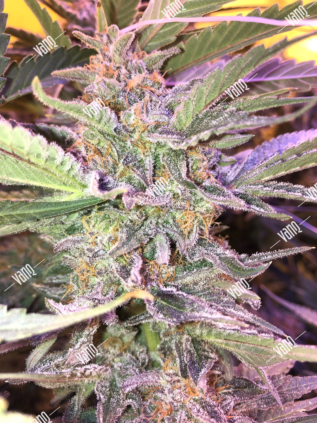 2.5LBS Tangie Cookies with GLMX720