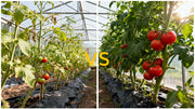 Greenhouse Tomato Cultivation Supplemental Lighting Solution