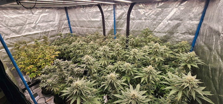 TheOneGrow grow tent kits for building a complete indoor garden setup in South Africa