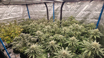 TheOneGrow grow tent kits for building a complete indoor garden setup in South Africa