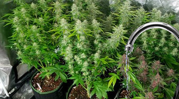 How to water your cannabis plants