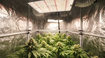 TheOneGrow grow lights in a grow tent for managing heat stress in South Africa indoor growing