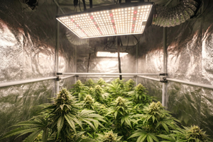 TheOneGrow grow lights in a grow tent for managing heat stress in South Africa indoor growing