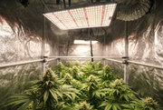 TheOneGrow grow lights in a grow tent for managing heat stress in South Africa indoor growing