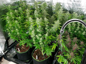 Is your cannabis wilting again? Don’t you know these watering tips?