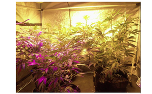 Do you know the Importance of Plant Lighting?