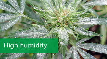 Don't Let Temperature and Humidity Wreck Your Cannabis
