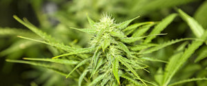 Top 10 Myths about Growing Marijuana You Should Know