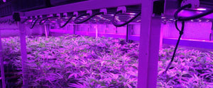  Grow Cannabis Vertically