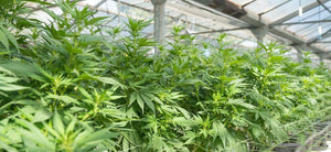  indoor for growing cannabis