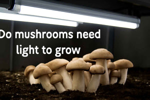 Do mushrooms need light to grow