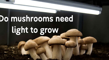 Do mushrooms need light to grow