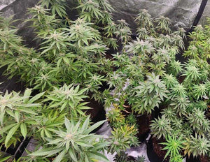 TOP 5 Best LED Grow Lights in South Africa: The Ultimate Guide for Indoor Cultivation