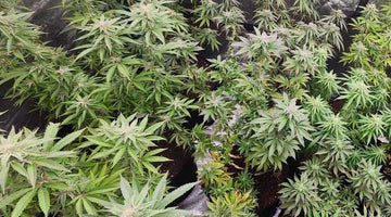 TOP 5 Best Full Spectrum Grow Lights in South Africa: The Ultimate Guide