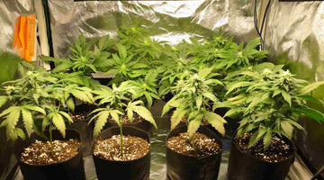 cannabis grow
