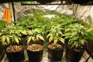 cannabis grow